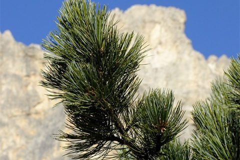 Die „Königin der Alpen“ ist die „Königin der Herzen“!