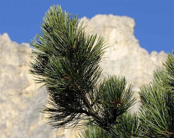 Die „Königin der Alpen“ ist die „Königin der Herzen“!